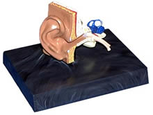 Plastic Ear Anatomy Display