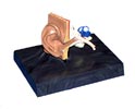 Plastic Ear Anatomy Display