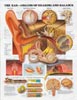 Large Wall Charts