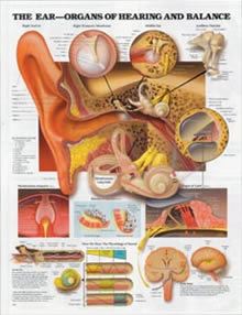 Plastic Ear Anatomy Display